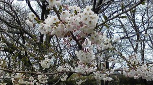 美山公園桜開花状況2011