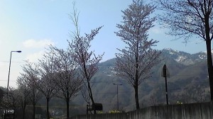 道の駅小谷周辺の桜