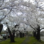 糸魚川市桜満開場所２０１２市民会館周辺