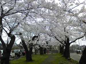糸魚川市桜満開場所２０１２市民会館周辺
