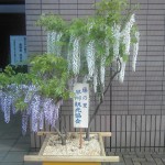 糸魚川市役所藤の花