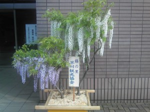 糸魚川市役所藤の花
