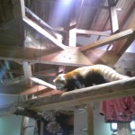 茶臼山動物園レッサーパンダ