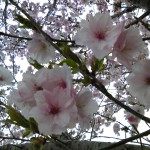 糸魚川桜情報２０１３美山公園八重桜満開