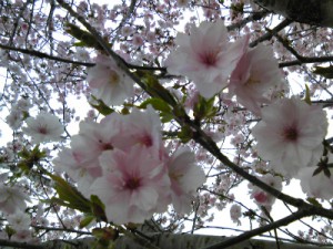 糸魚川桜情報２０１３美山公園八重桜満開