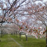 糸魚川桜情報２０１３姫川桜堤散り始め