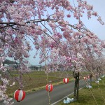 糸魚川高校の海川上流しだれ桜並木２０１３開花情報