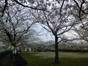 糸魚川桜情報２０１３須沢公園満開