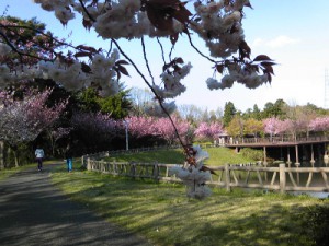 糸魚川桜情報２０１３フォッサマグナミュージアムまがたま池八重桜満開