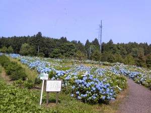 糸魚川市美山公園の紫陽花2013