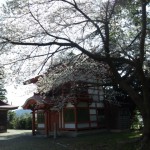 糸魚川桜開花情報2014天津神社満開４月９日現在