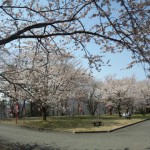 糸魚川桜開花情報2014美山公園７分咲き４月１２日