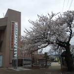糸魚川市民会館＆糸魚川市役所の桜満開2015