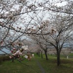 糸魚川市姫川堤防の桜つづみ３分咲き４月８日