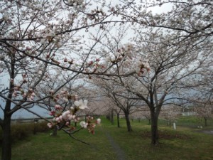 糸魚川市姫川堤防の桜つづみ３分咲き４月８日
