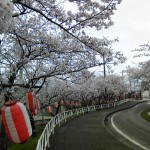 青海小学校(名引山総合グランド)の桜満開4月８日