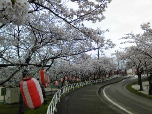 青海小学校(名引山総合グランド)の桜満開4月８日