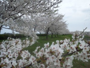 糸魚川市姫川桜堤の桜満開