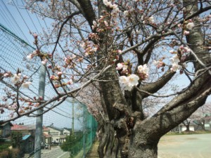 糸魚川桜開花情報２０１６糸魚川中学校