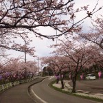 糸魚川桜開花情報２０１６青海小学校満開間近