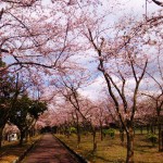 糸魚川市美山公園桜開花状況２０１６年満開間近
