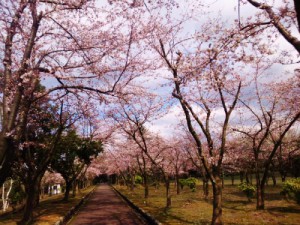 糸魚川市美山公園桜開花状況２０１６年満開間近