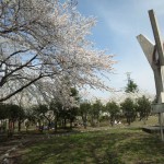 美山公園桜お花見