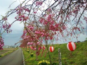 海川しだれ桜