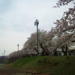 糸魚川中学校桜2018満開