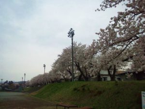 糸魚川中学校桜2018満開