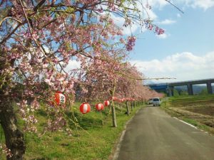 糸魚川桜開花情報2018海川堤防沿いしだれ桜８分咲き