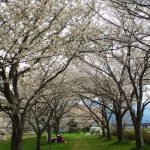 姫川堤防桜2020