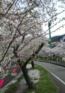 名引山総合グランド桜2020