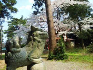 天津神社桜2020