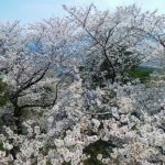 美山公園桜2020