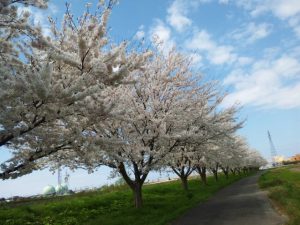 海川堤防桜2020